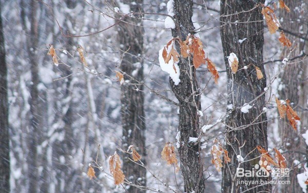冬季养生需要注意什么?