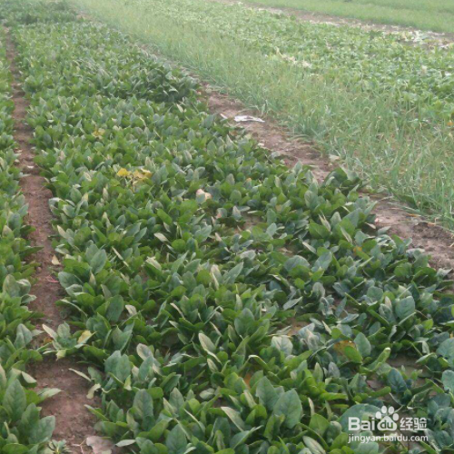 秋菠菜种植时间和方法