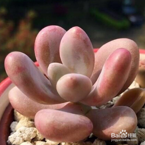 桃美人掉叶子是为什么？