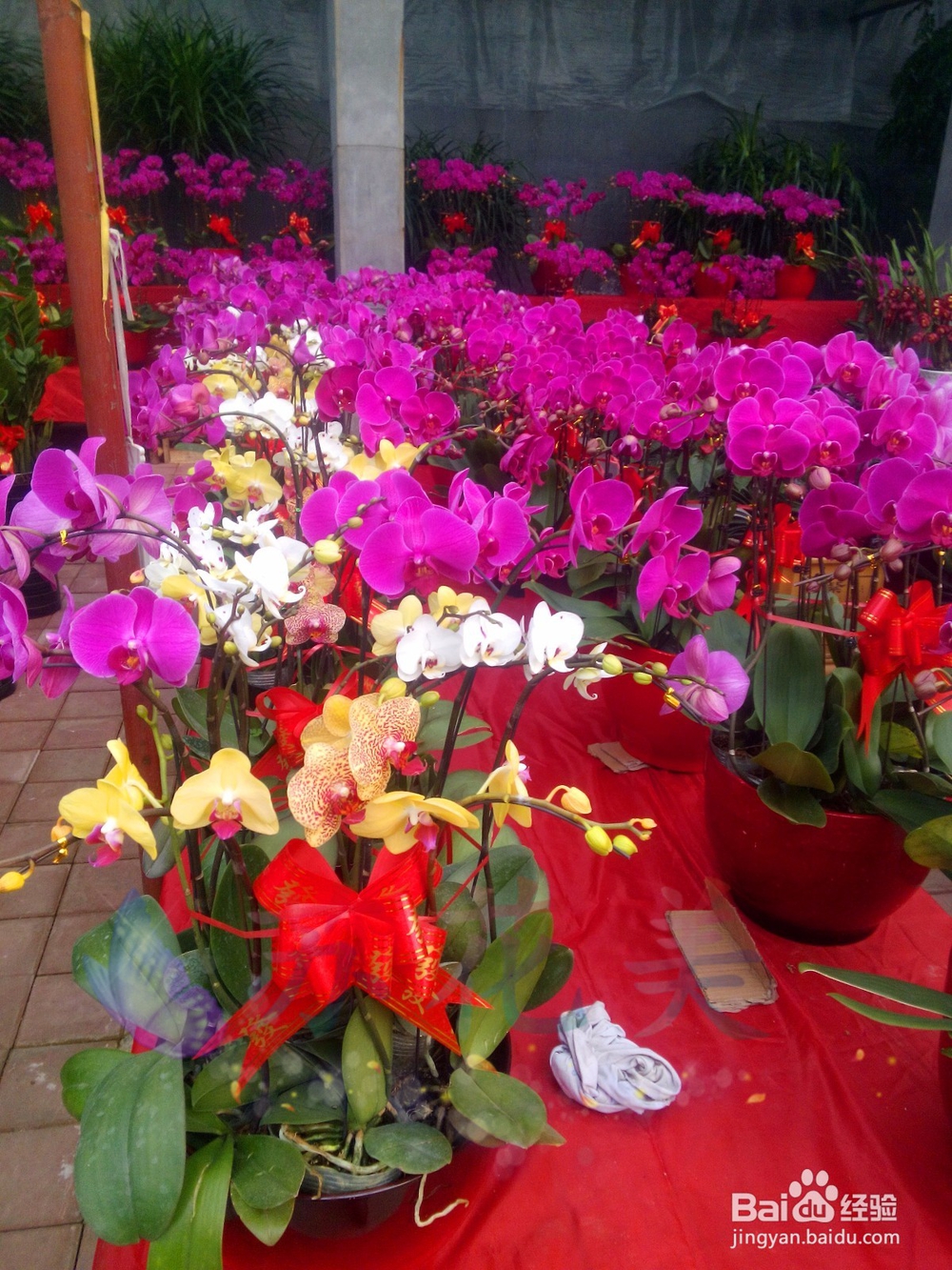 万达花卉市场，赏花卉