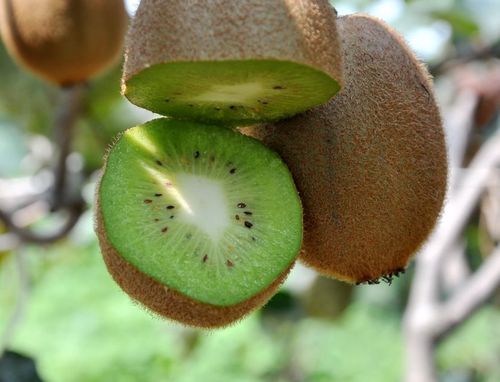 野外被困能够救命的几种植物