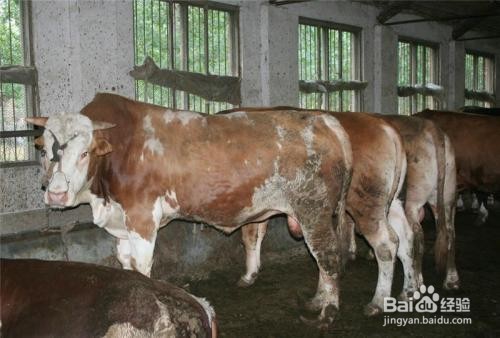 如何使用肉牛饲料 肉牛预混料 肉牛育肥期