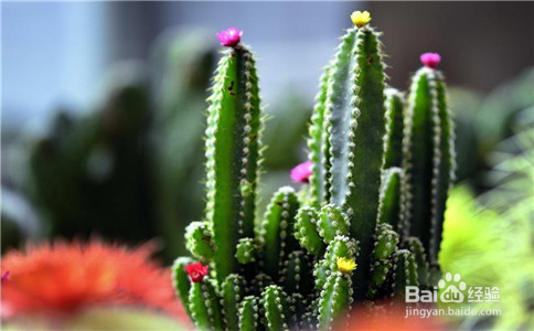 五个清除甲醛的小妙招