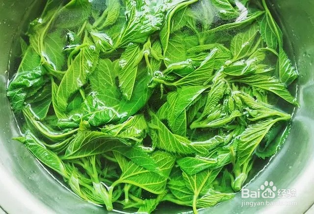 新鲜桑叶嫩芽怎么吃