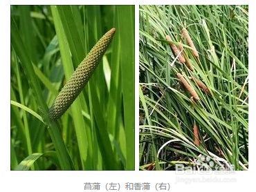 端午节挂在家门口的菖蒲能吃么