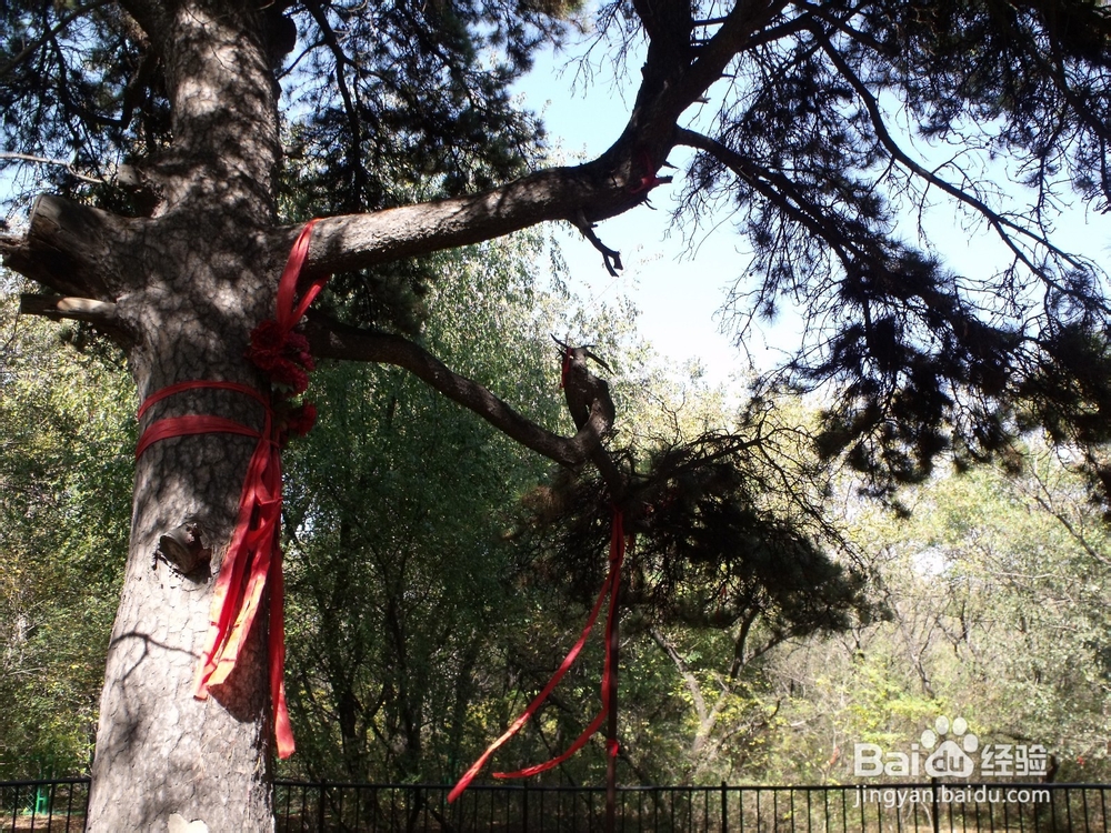 如何探寻沈阳北陵公园的古松群（神树）