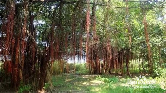 新会崖南海鲜攻略