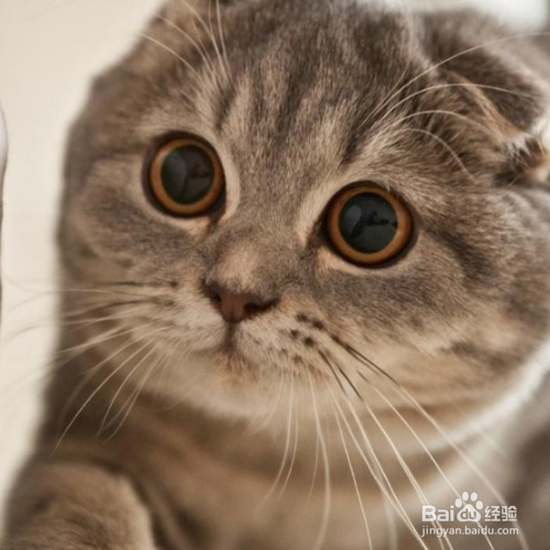 苏格兰折耳猫为什么讨人喜欢