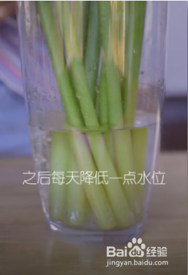 马蹄莲醒花的正确方法和技巧