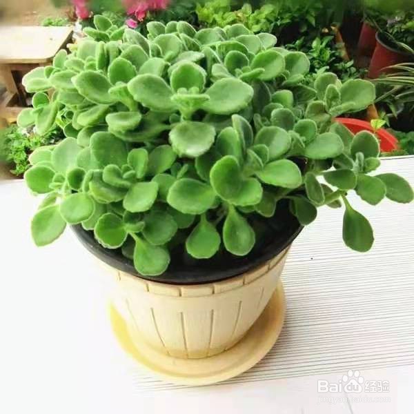 不开花也能散发香味的绿植，很适合阳台养护