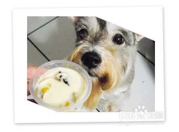 狗狗食谱之美味茶碗蒸