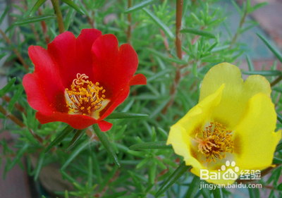 太阳花养殖方法和注意事项