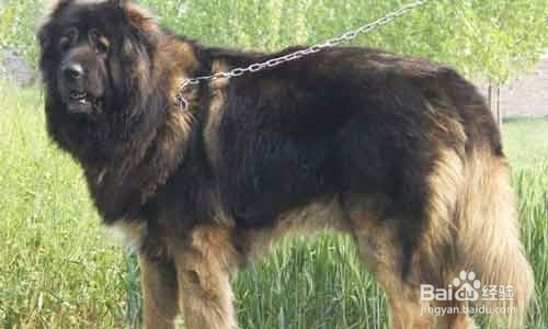 高加索犬怎么训练