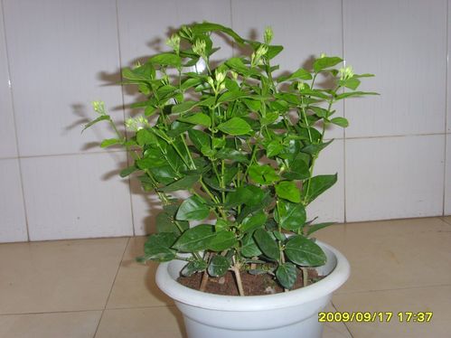 【防蚊虫】怎样防止苍蝇蚊子蟑螂蚂蚁对您的干扰