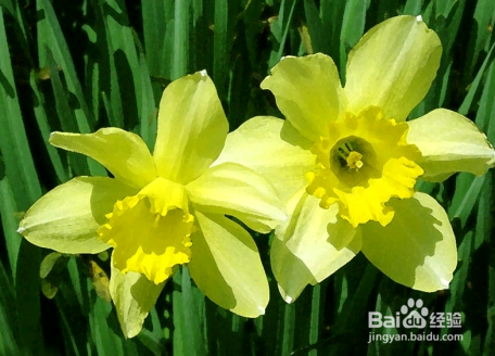 水仙花的养殖方法