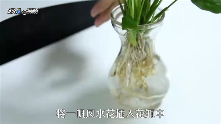 一帆风顺花怎么养