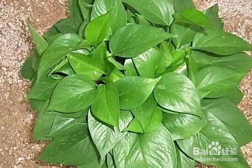绿萝叶片变大技巧