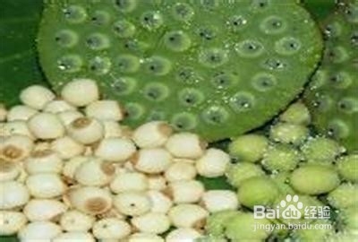 适合秋季养生食用的粥4