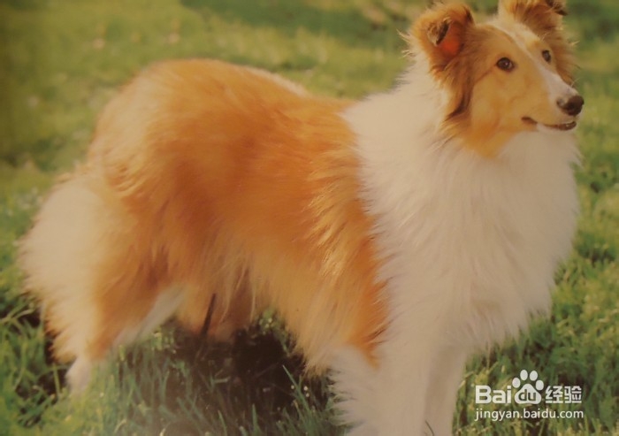 喜乐蒂牧羊犬怎样养