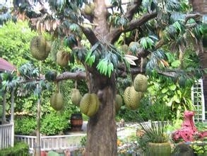 怎么把好榴莲挑选到手