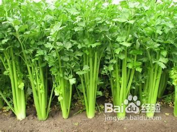 6种减肥蔬菜，教你轻松吃出瘦美人