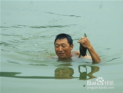 捉鱼经验谈：[6]捉老鳖的方法