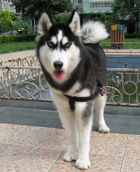 老年期哈士奇长寿的秘诀