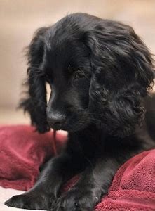 喂养成年可卡犬的方法