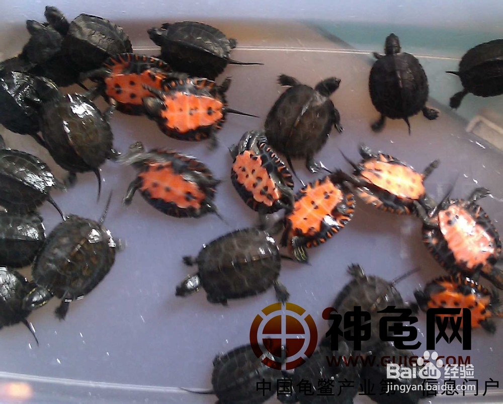 黑颈龟的简介，黑颈乌龟的养殖，广东草龟的繁殖