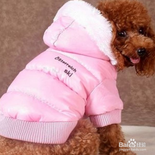 给狗狗穿衣服要注意什么？