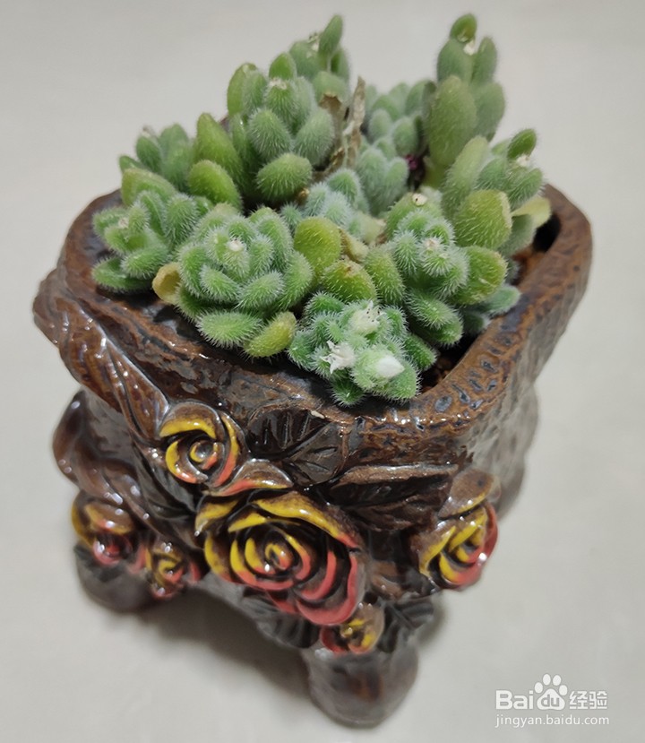 多肉控养需要注意的事项