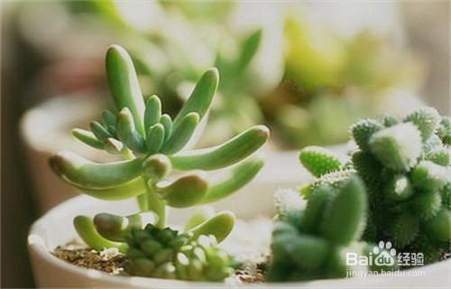 植物栽培的六要素 百度经验