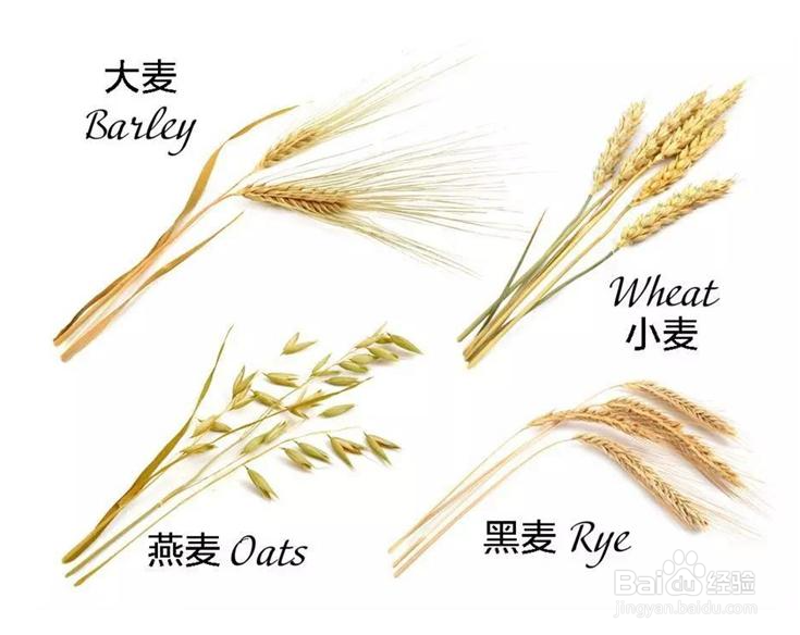 为什么不吃大麦吃小麦