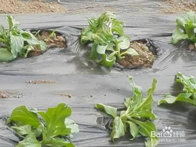 非洲冰草怎么养殖？