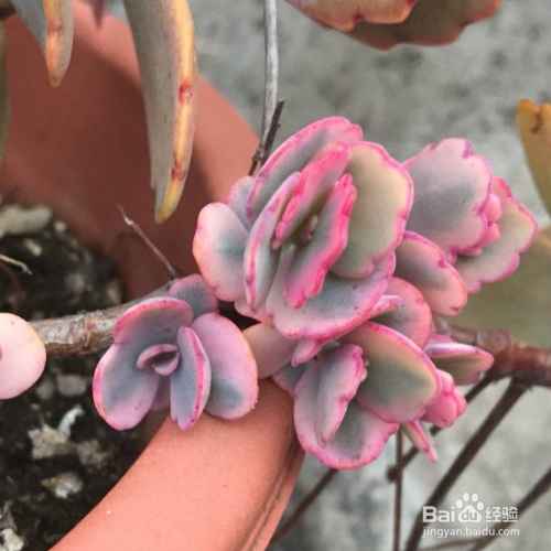 蝴蝶之舞的培育方法和注意事项