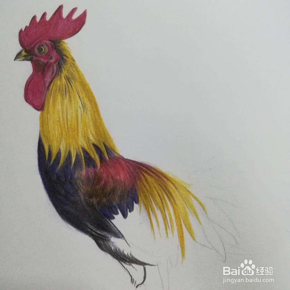 怎么画大公鸡的彩铅写生