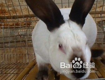 獭兔毛和兔毛的区别