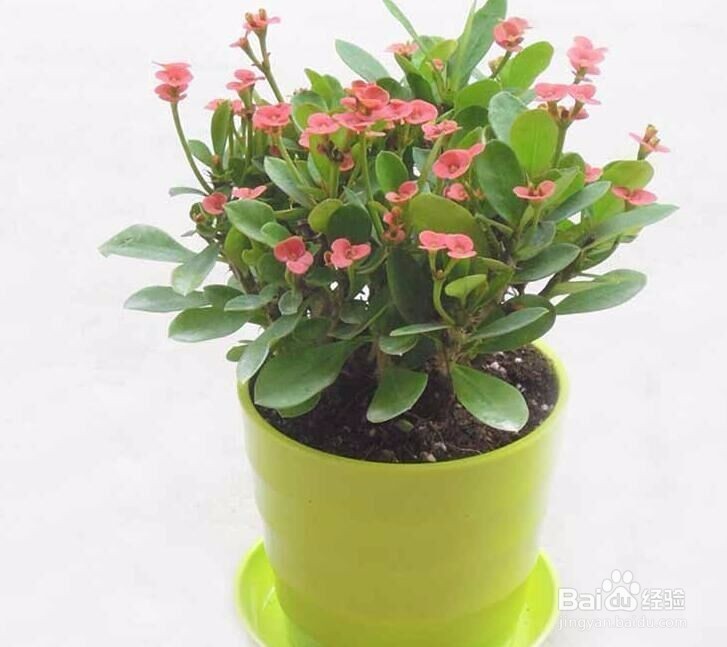 新房去甲醛5大妙招