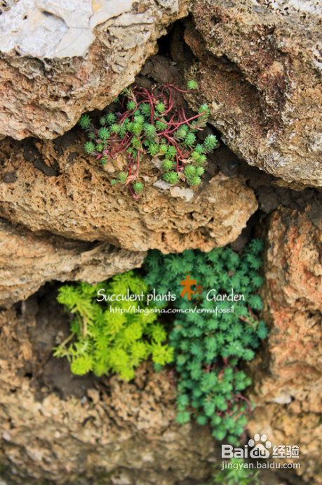 上海植物园（上）