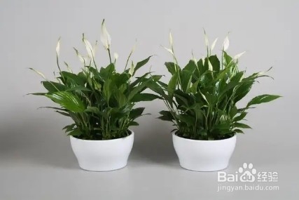 需光照少，又好养活的植物，快在家里养起来吧