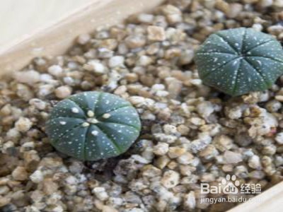 星兜仙人球瘦了怎么办