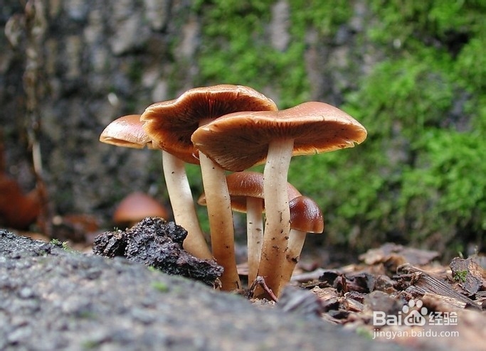 菌类美肤越吃越漂亮