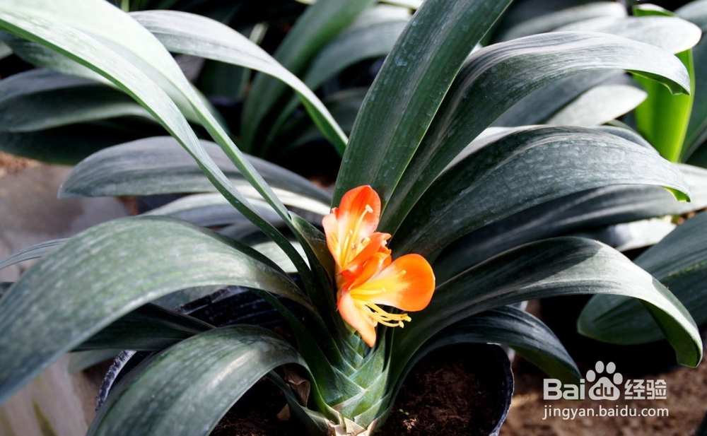 君子兰花盆栽