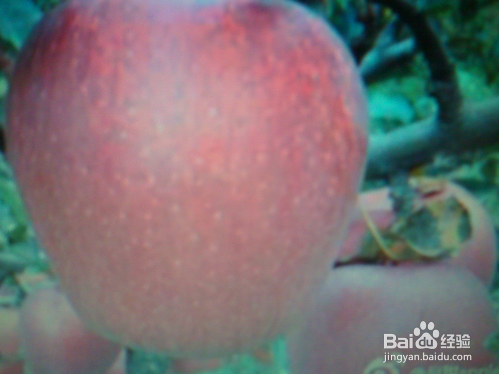 谈谈年轻爸爸妈妈告诉孩子正月趣事--猜灯谜8