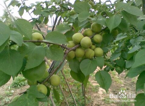 家里种什么果树好