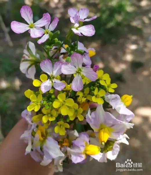 农村田间的蔬菜,开花原来这么美