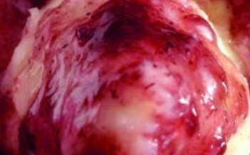 蓝莓山药怎么做