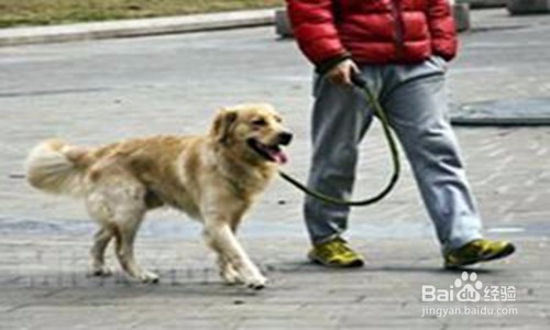 如何与狗狗培养感情