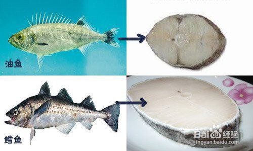 鳕鱼和油鱼怎么区分