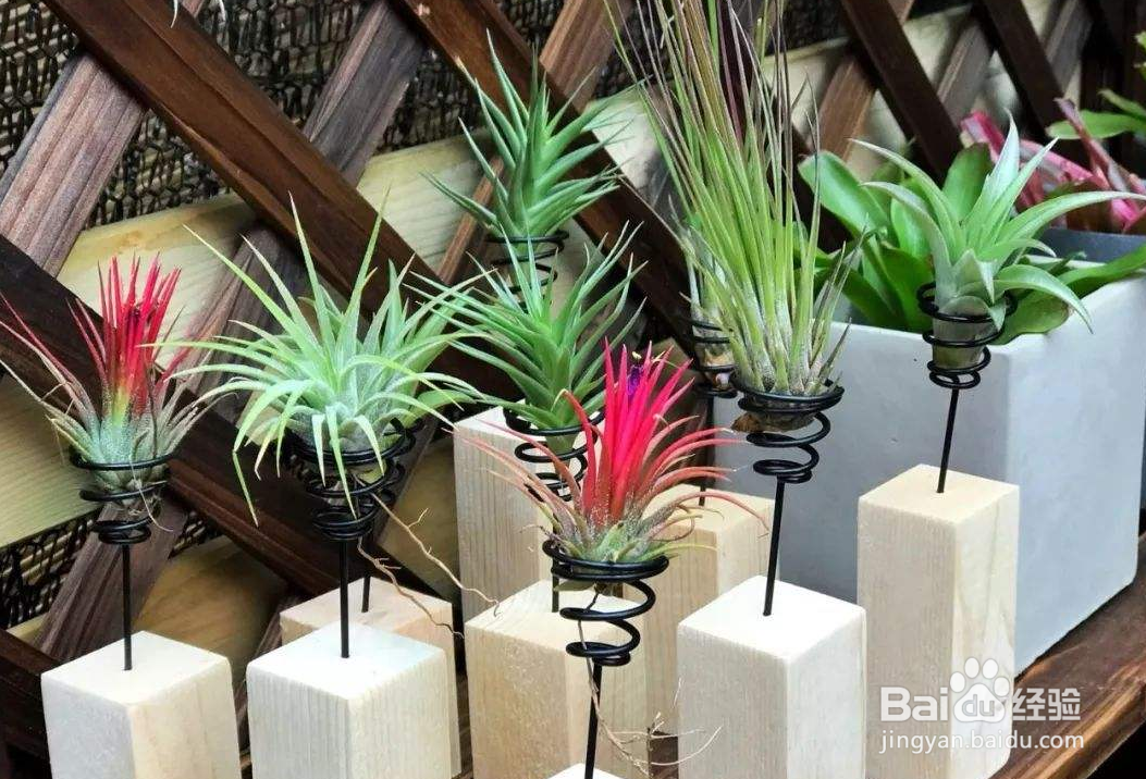 空气凤梨怎么繁殖